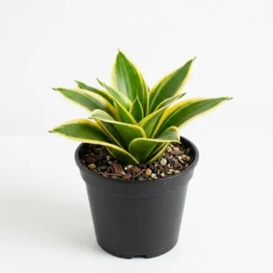 Sansevieria Golden سانسيفيريا جولدن