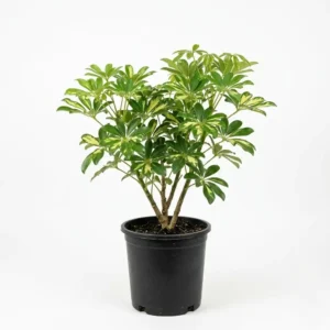 Schefflera Arboricola Worthy شيفليرا أربوريكولا