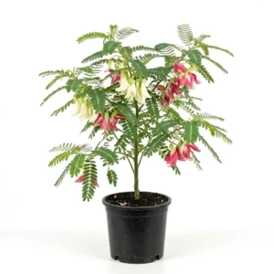 Vegetable Hummingbird  شجرة السيسبان