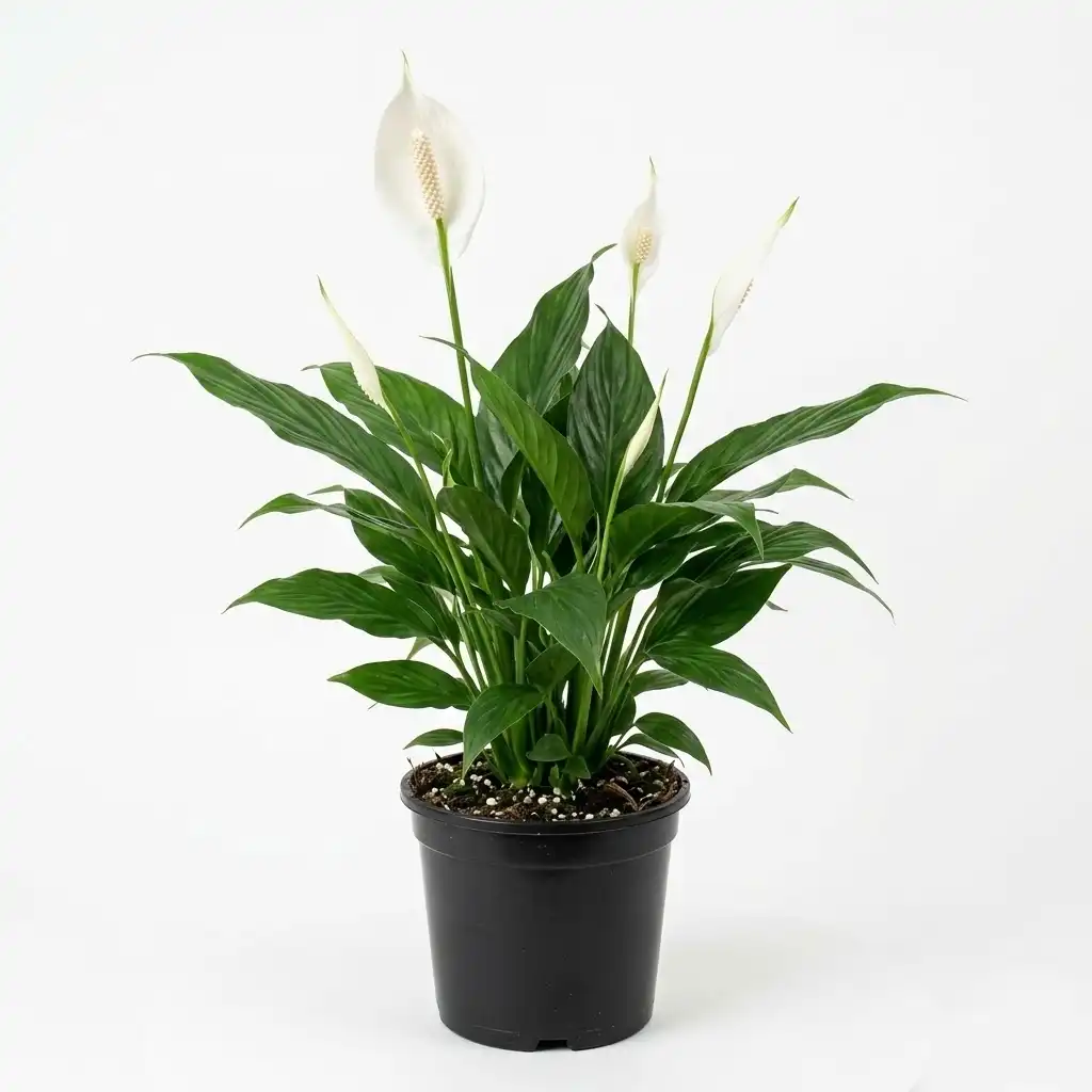 Spathiphyllum سباثيفيليم / زنبق السلام