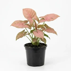 Syngonium Pink Allusion سينجونيوم بينك ألوشن