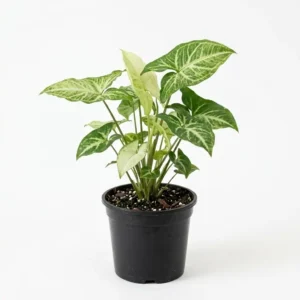 Syngonium podophyllum سنجونيوم