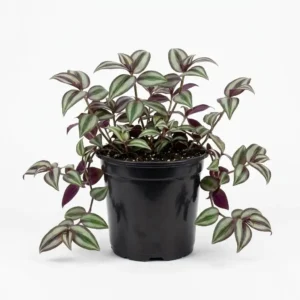 Tradescantia zebrina الزبرينا الفضية