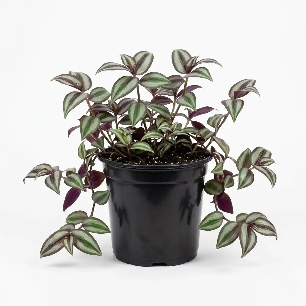 Tradescantia zebrina الزبرينا الفضية