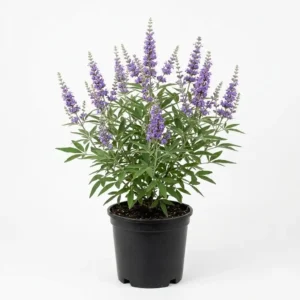 Vitex Agnus Castus كف مريم