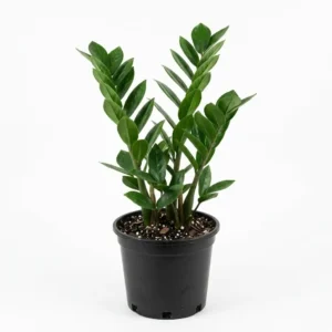 Zamioculcas زاميوكولكاس