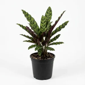 Calathea lancifolia كالاثيا لانسيفوليا