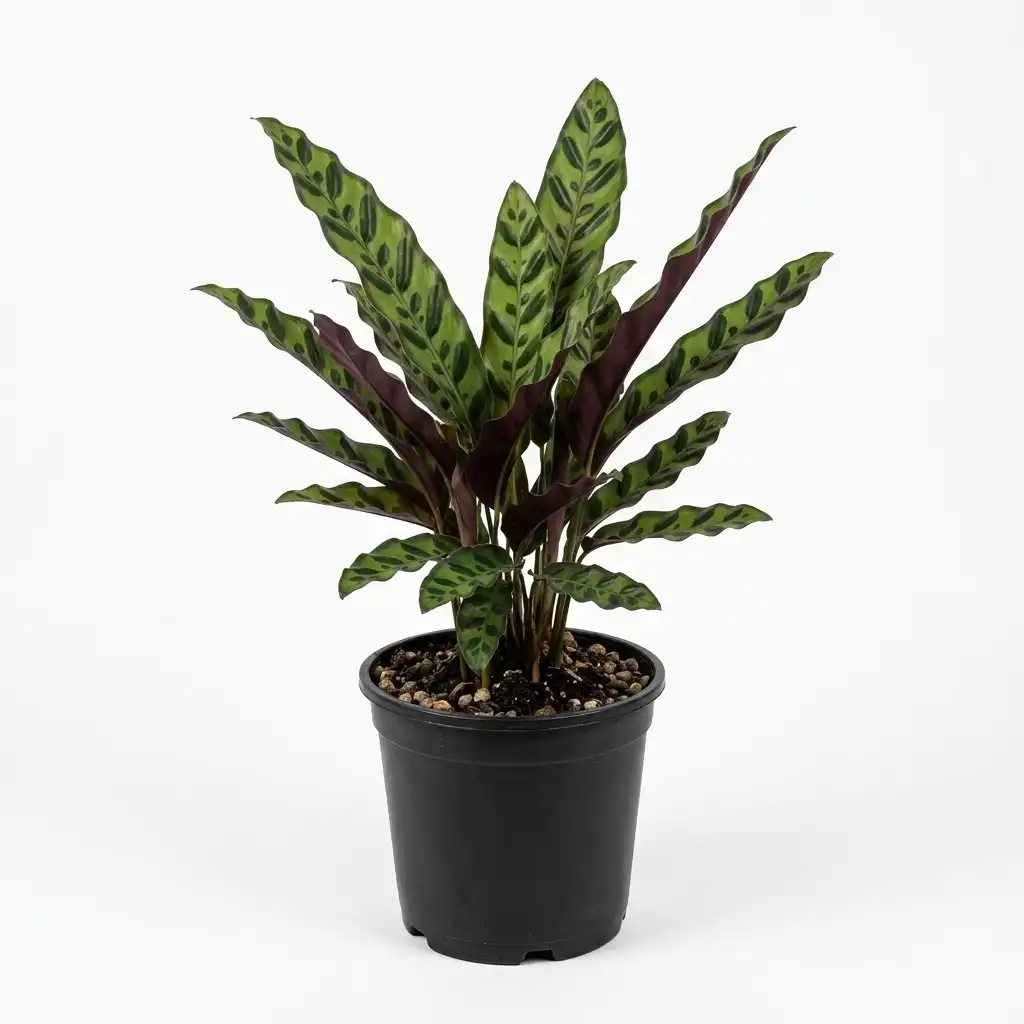Calathea lancifolia كالاثيا لانسيفوليا