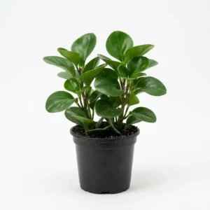 Peperomia obtusifolia  بيبيروميا