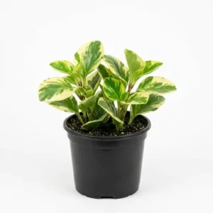 peperomia obtusifolia variegata  ببروميا مبرقشة
