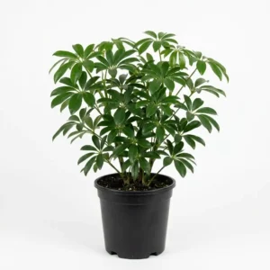 schefflera compacta شفليرا كمباكتا