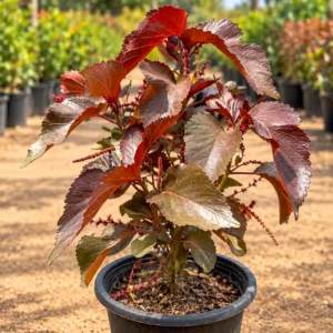 أكاليفا  Acalypha