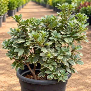 بتسبورم Pittosporum