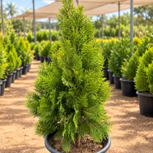 تويا Thuja