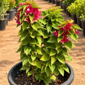 جهنمية قزمية Dwarf Bougainvillea