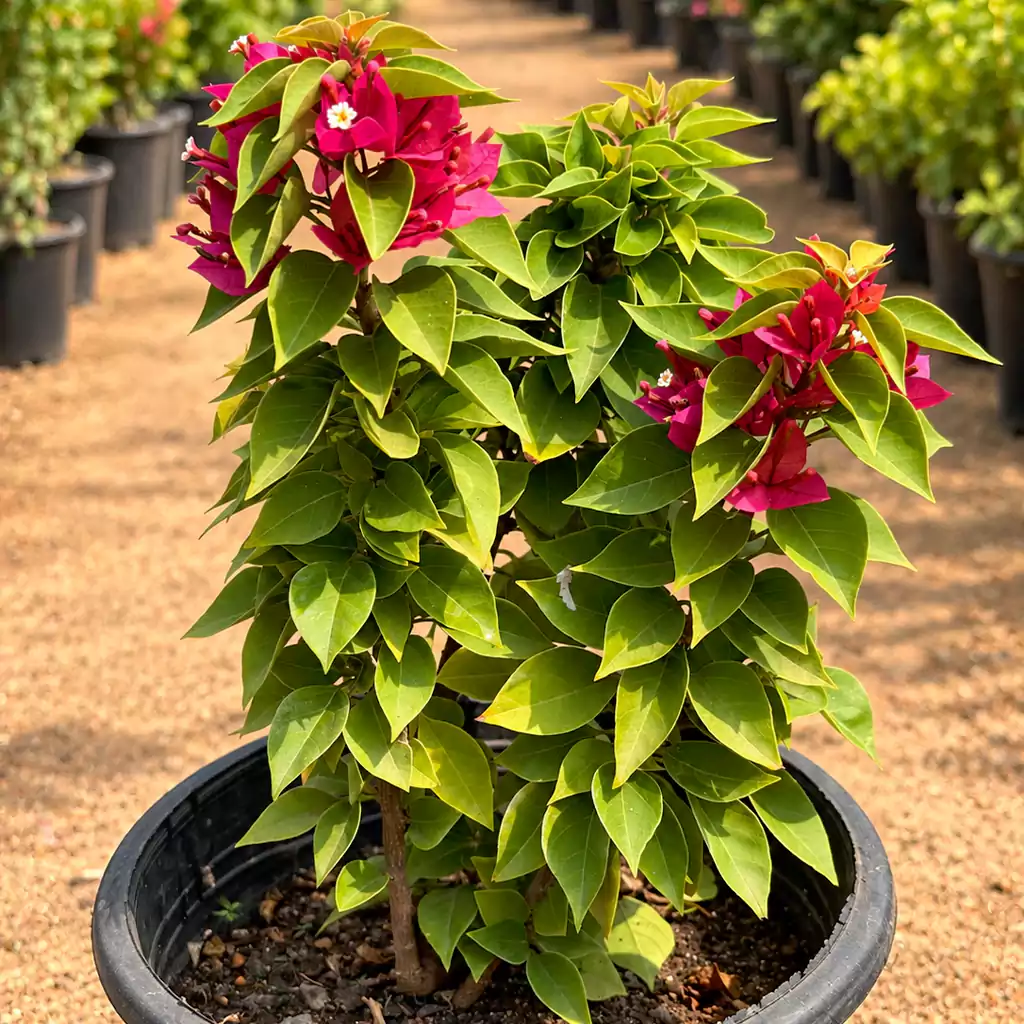 جهنمية قزمية Dwarf Bougainvillea