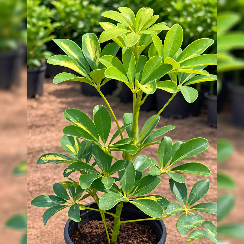 شفليرا Schefflera