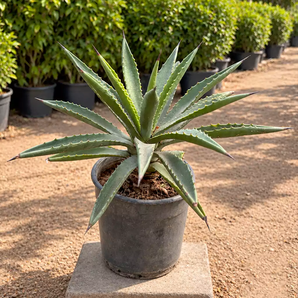 صبار أجاف Agave