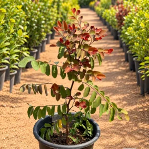 فلينتس أحمر Flint Red