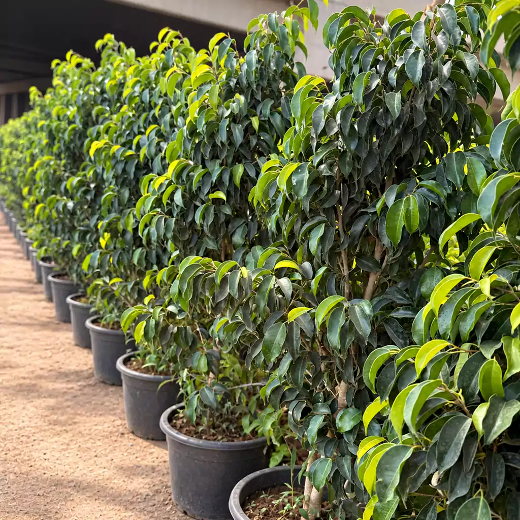 فيكس بنجامينا خضراء Green Ficus Benjamina - Image 2