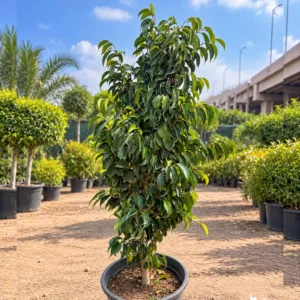 فيكس بنجامينا خضراء Green Ficus Benjamina