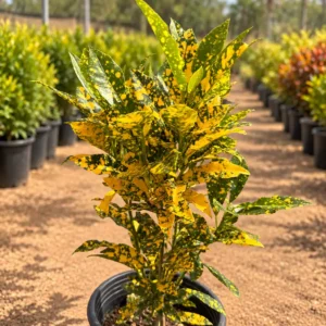 كروتون عدسي Croton