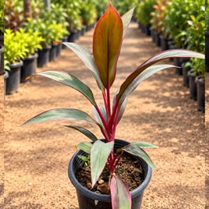 كوردالين Cordyline