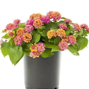 لانتانا Lantana
