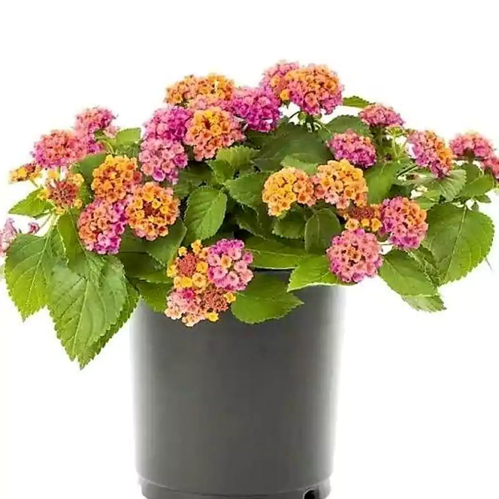 لانتانا Lantana