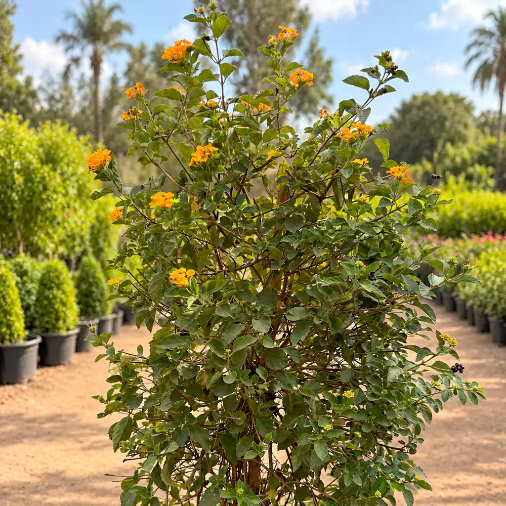 لانتانا Lantana - Image 2