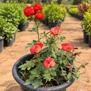 الورد الناري  Firecracker Plant